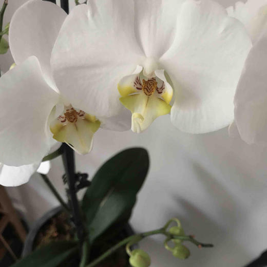 蝴蝶兰 白色 商品图4