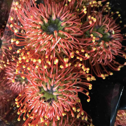 国产 针垫 红色. 商品图3