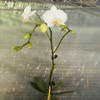 蝴蝶兰 白色 商品缩略图5
