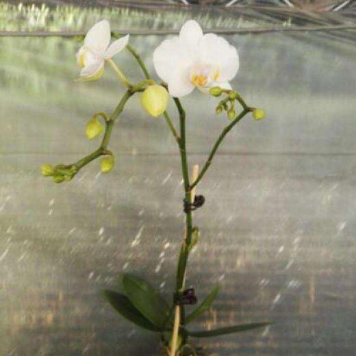 蝴蝶兰 白色 商品图5