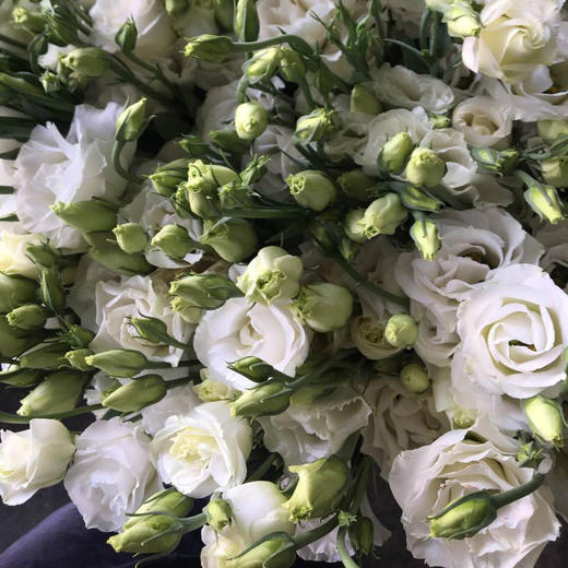 洋桔梗白色 商品图2