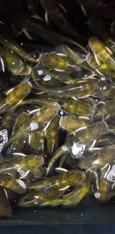 yellowfish黄辣丁黄骨鱼