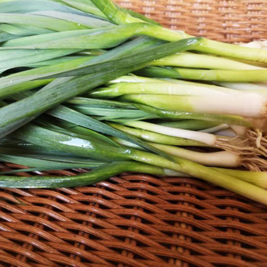 蒜苗/青蒜300g 商品图6