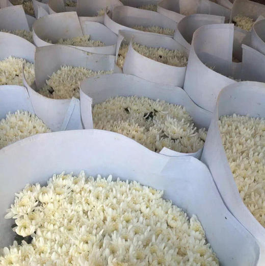 白菊 商品图0