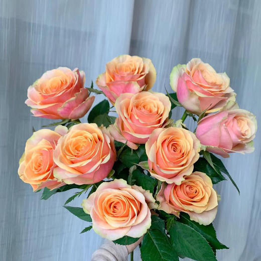 玫瑰 迪威娜 A级 商品图0