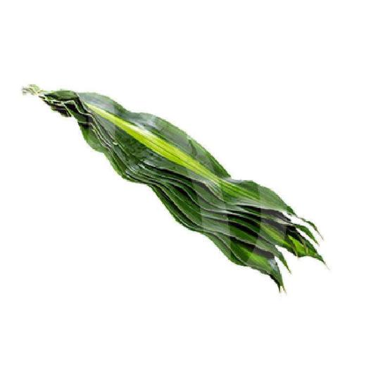 巴西叶 商品图1