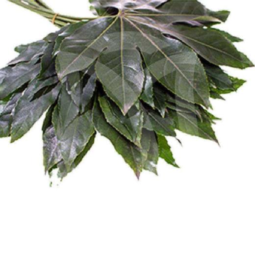 八角叶 商品图2