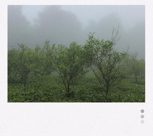 福鼎白茶的山场，全都知道的证明是真爱白茶！ 商品图0