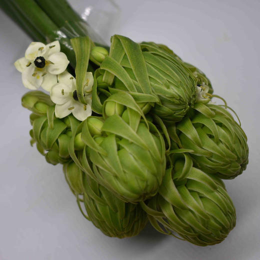 天鹅绒AB 商品图1