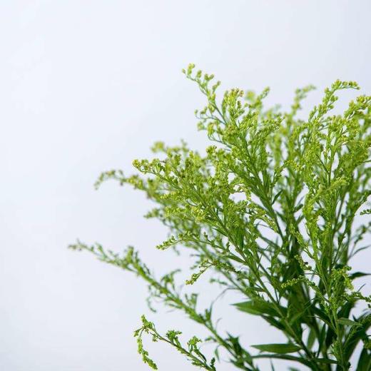 黄莺20支 商品图2