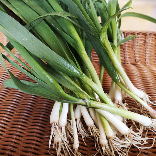 蒜苗/青蒜300g 商品图5