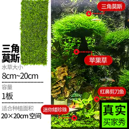 活体水草水草大全鱼缸造景植物绿菊爬地矮珍珠水榕莫斯