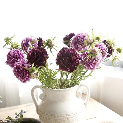 松虫草配色 商品图5