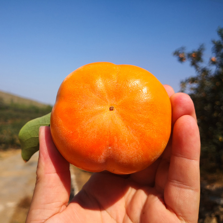 最后一批台湾富有糖心脆柿5斤1520个左右