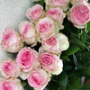 玫瑰 桃红雪山 C级 商品缩略图1