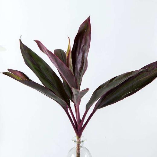 红朱蕉 商品图3