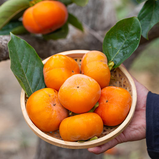 最后一批台湾富有糖心脆柿5斤1520个左右