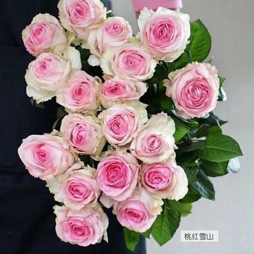 玫瑰 桃红雪山 C级 商品图0