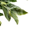 栀子叶 商品缩略图0