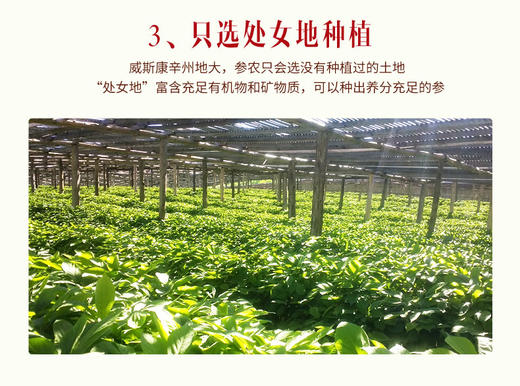 【美国直邮】WOHO花旗参长枝JPY带授权 商品图5