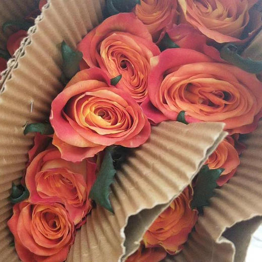 玫瑰 欢乐颂65Cm 商品图1