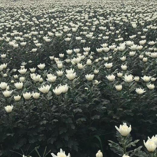 白菊 商品图4