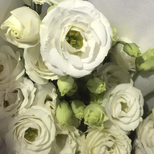 洋桔梗白色 商品图0