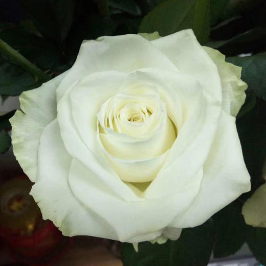 玫瑰 骄傲C级 商品图0