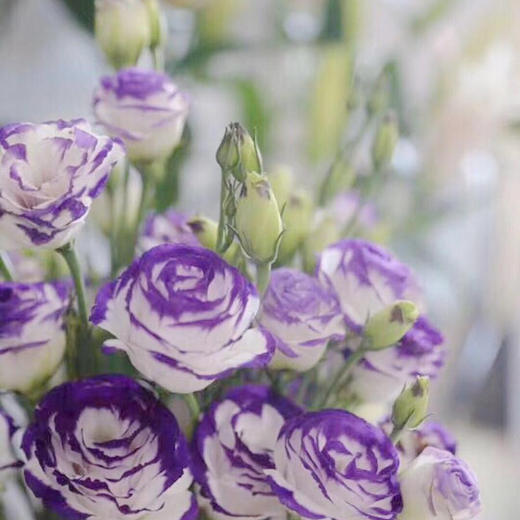 洋桔梗紫边 商品图2