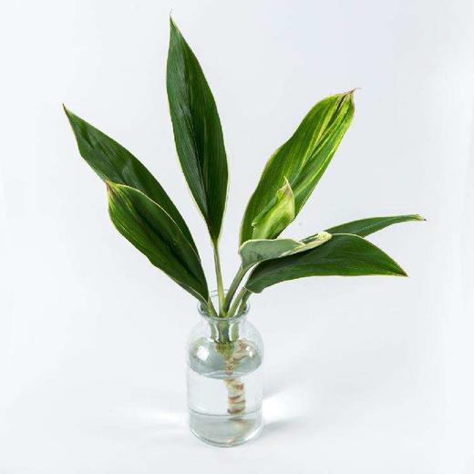 绿朱蕉 商品图0