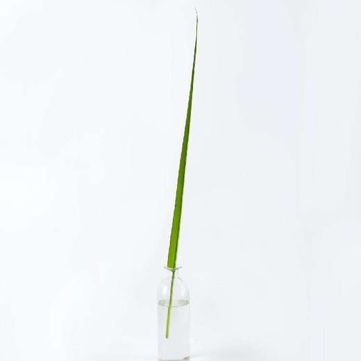 黄剑叶 商品图2