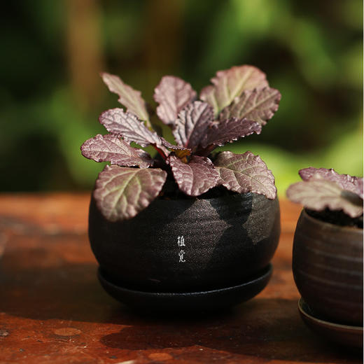 植觉【姬十二单】