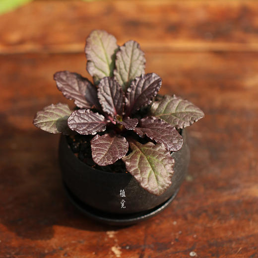 植觉【姬十二单】