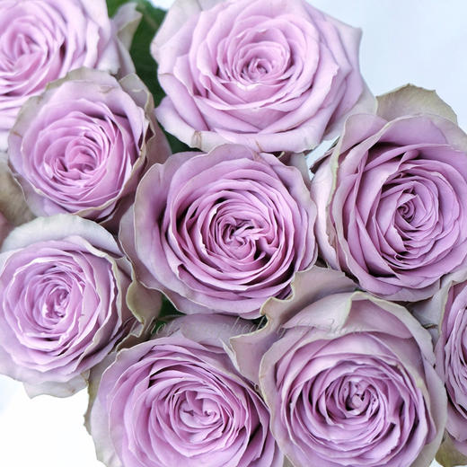 肯尼亚玫瑰|紫荆城 10支 - 广之礼同城鲜花旗舰店