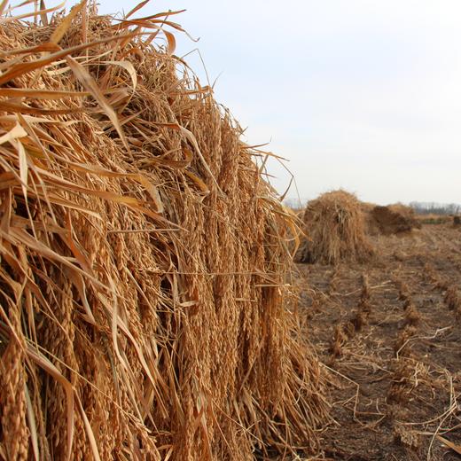 【9折】24年生态五常稻花香大米 |  未抛光 稻香浓郁 |包邮 * Wuchang Organic Rice | Self-Produced 商品图5