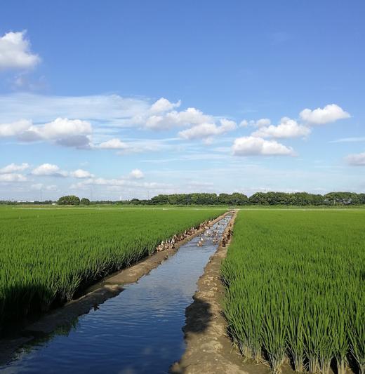 田里里鸭稻米新米 商品图2