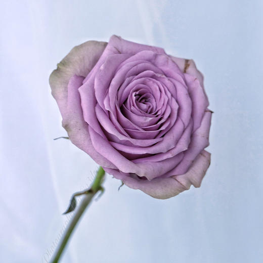 肯尼亚玫瑰紫荆城10支