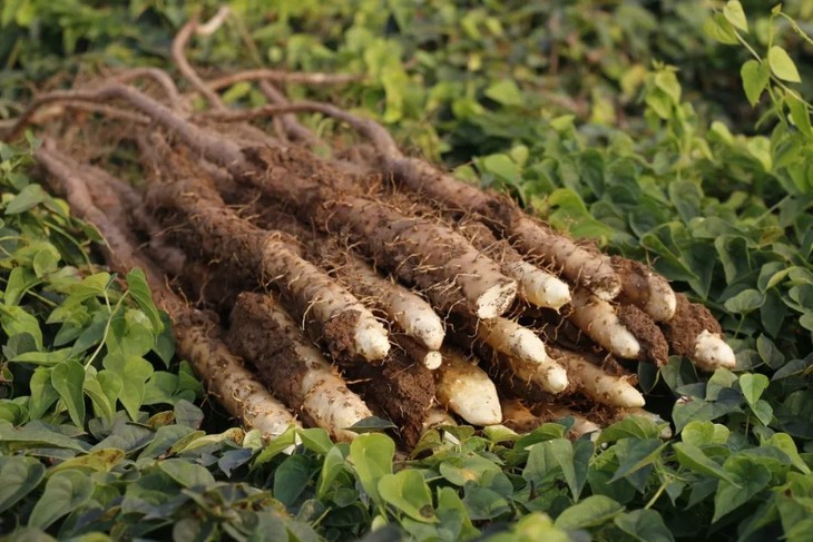 【学堂溯源】温县正宗垆土铁棍山药 顺丰包邮到家