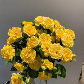 多头玫瑰 梦幻芭比