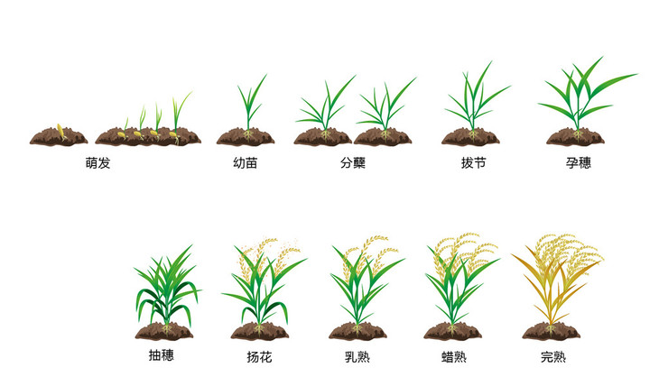 大米生长周期图片