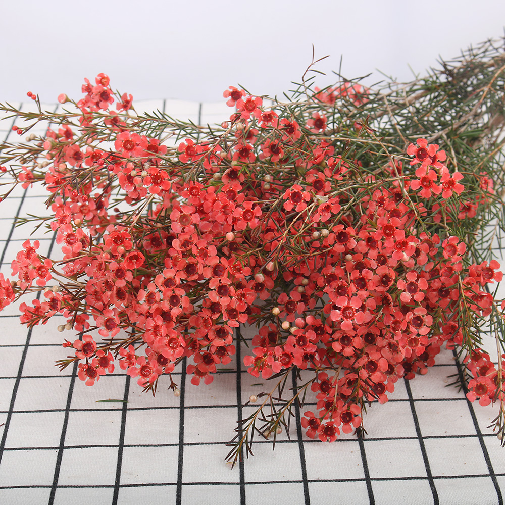 腊梅【中花】·红色