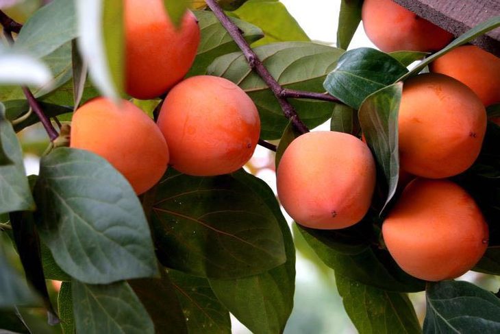 限时特惠,限量200份【富平大尖柿子】鲜柿,霜降后采摘,连包装约5.