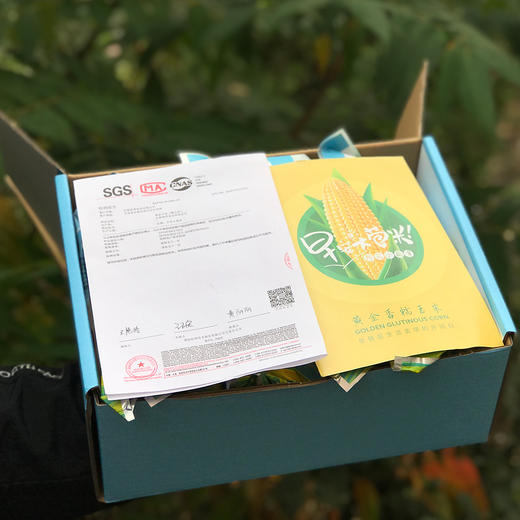 早安大苞米 黄金香糯玉米 软糯香甜 老少皆宜 每箱10穗 商品图5