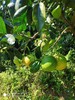 【清甜爽口】自然农法蜜柚膏 柚子膏 商品缩略图7