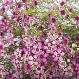 腊梅【中花】·粉色