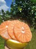 【清甜爽口】自然农法蜜柚膏 柚子膏 商品缩略图5