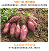 红薯 商品缩略图0