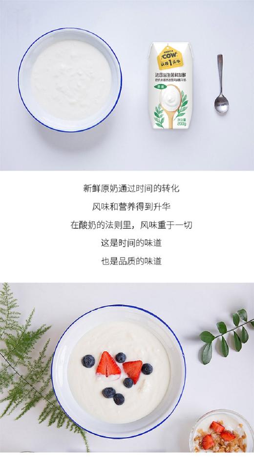 【品牌直供】认养一头牛 酸牛奶1箱装（200g*12盒）JPY带授权招加盟代理 商品图2