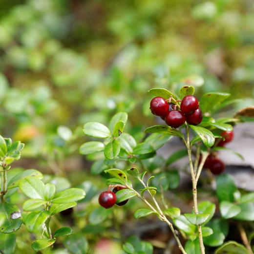 野生蔓越莓干（原味） | 合作生产*Dried wild cranberries | Coproduction 商品图11