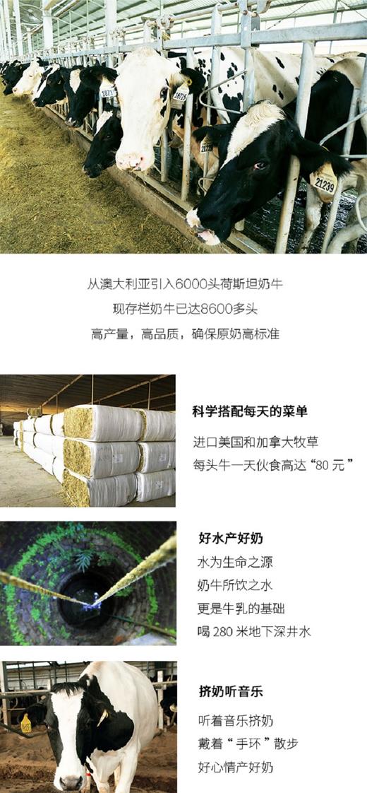 认养一头牛纯牛奶两提装（18年6月产）JPY带授权招加盟代理 商品图4